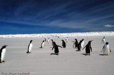 Eselspinguin (95 von 97).jpg